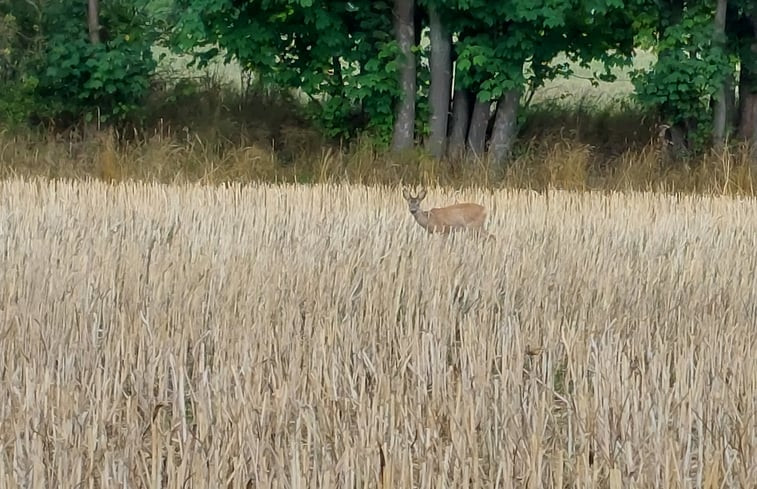 Natuurhuisje in Großrückerswalde OT Streckewalde