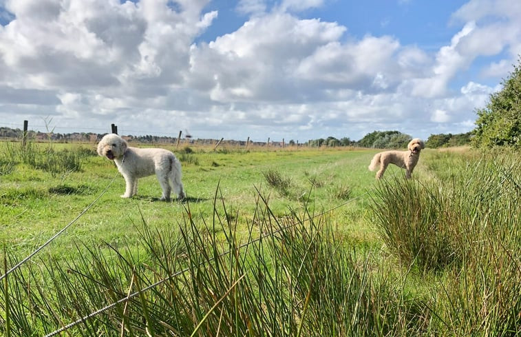 Natuurhuisje in Buren Ameland