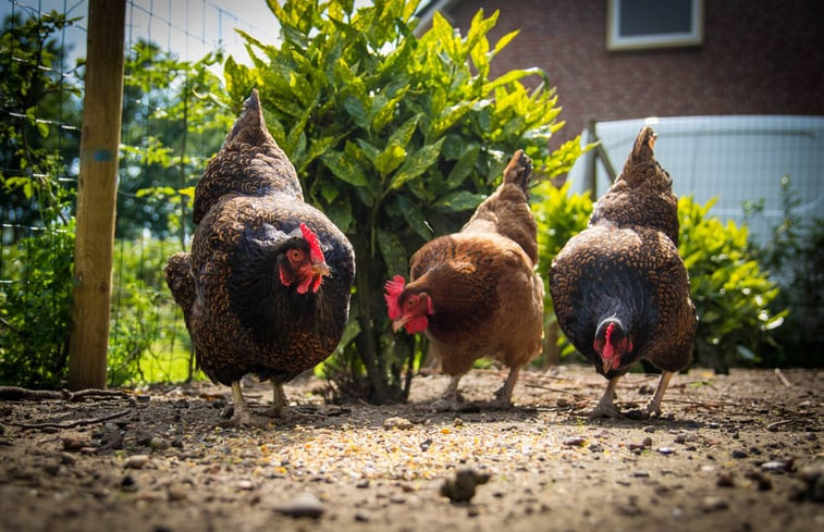 Natuurhuisje in Boxtel