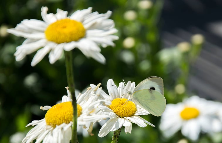 Natuurhuisje in Herderen