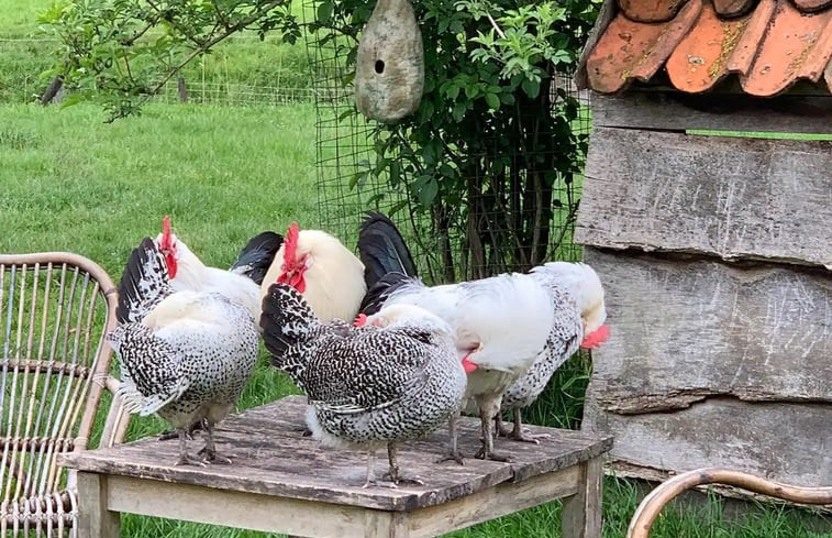 Natuurhuisje in Doezum