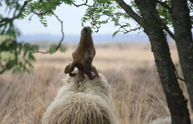 Natuurhuisje in Ansen