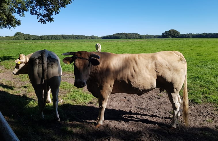 Natuurhuisje in Schipborg