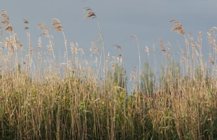 Natuurhuisje in IJsselmuiden