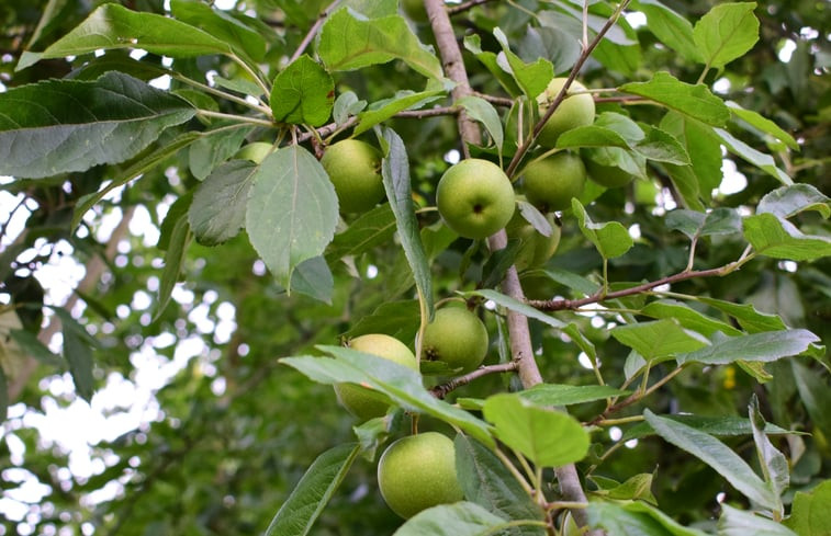 Natuurhuisje in Odiliapeel