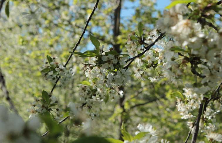 Natuurhuisje in FORCE