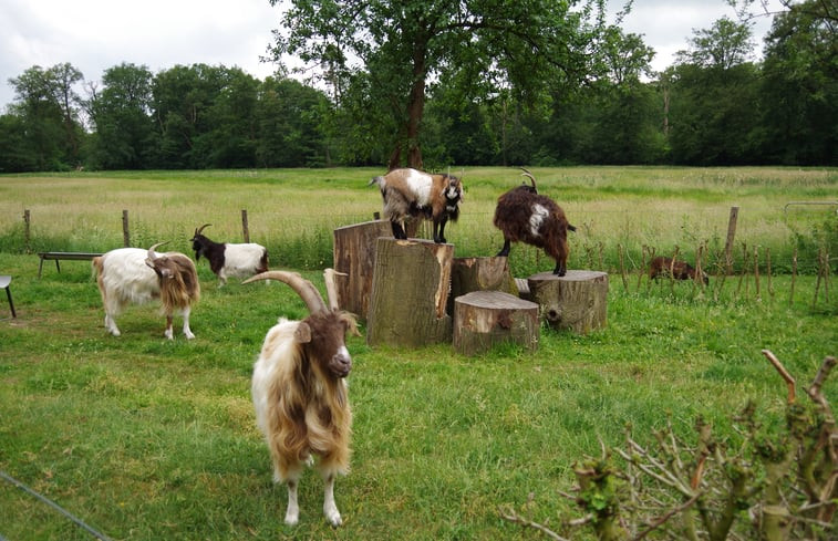 Natuurhuisje in Ambt Delden