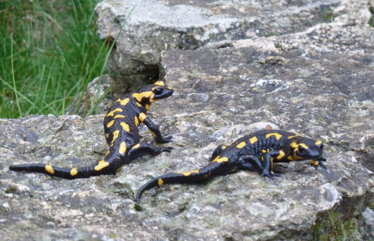 Natuurhuisje in Saint Leger du Ventoux