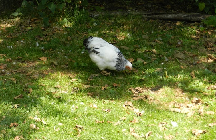 Natuurhuisje in Hazerswoude Dorp