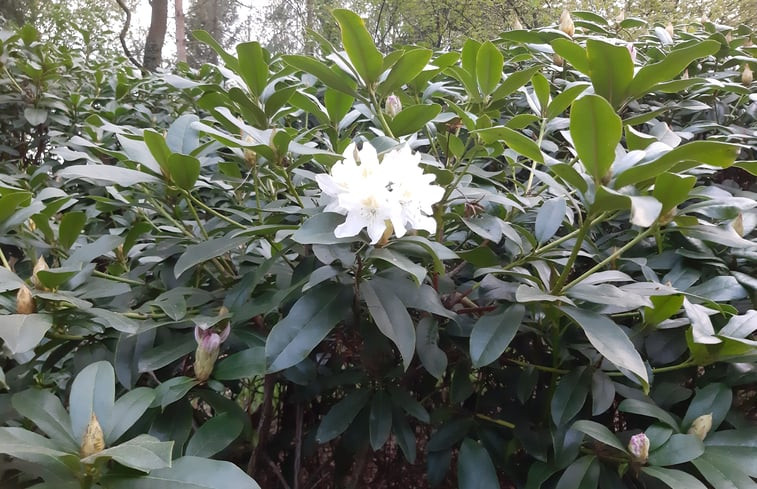 Natuurhuisje in Winterswijk