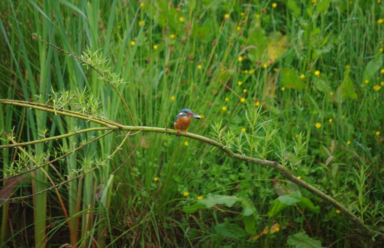 Natuurhuisje in Barchem