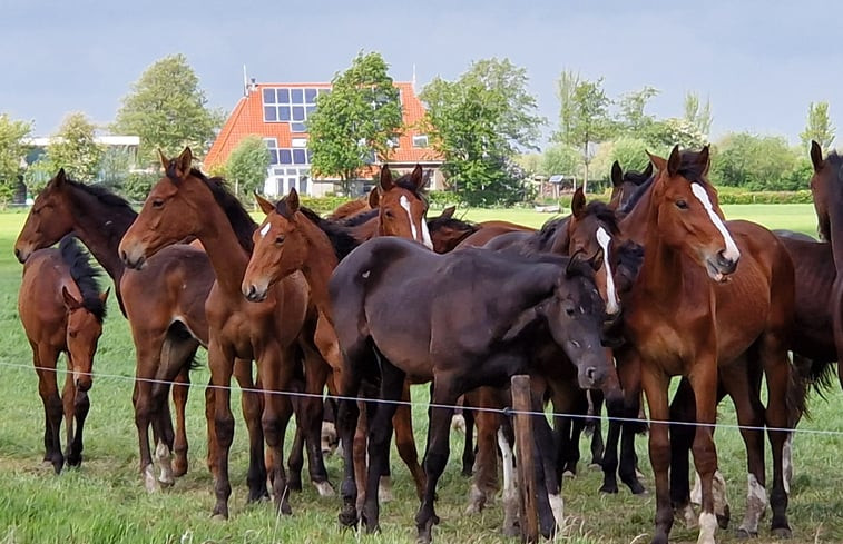 Natuurhuisje in Akkrum