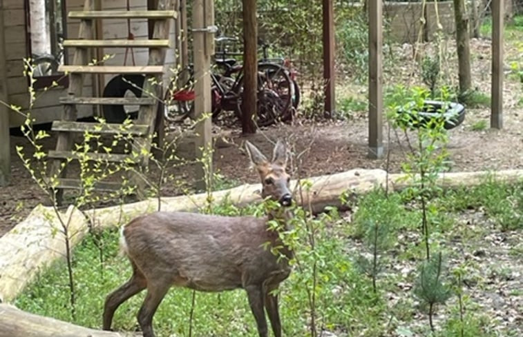 Natuurhuisje in Norg