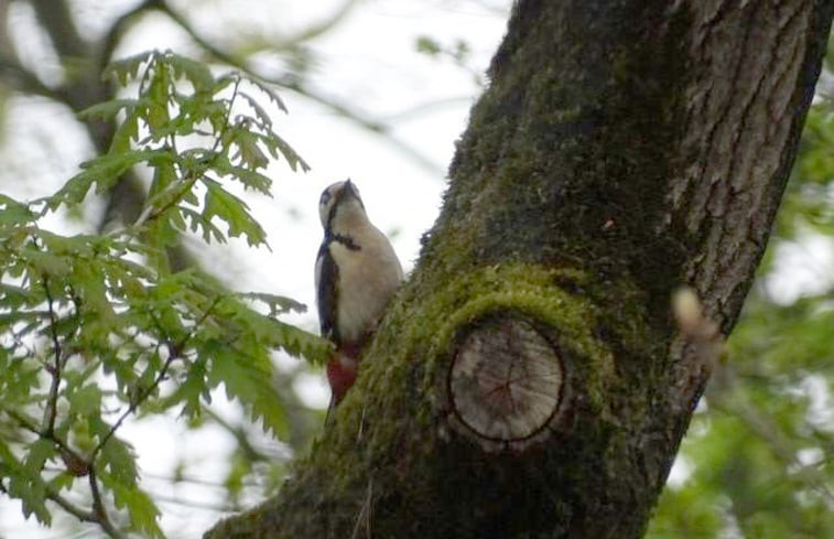 Natuurhuisje in Nunspeet