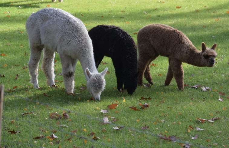 Natuurhuisje in Garderen