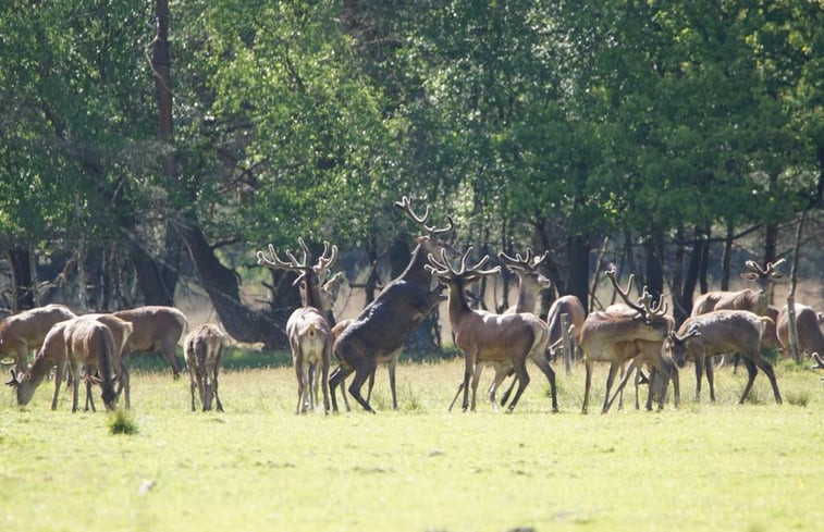 Natuurhuisje in Ermelo