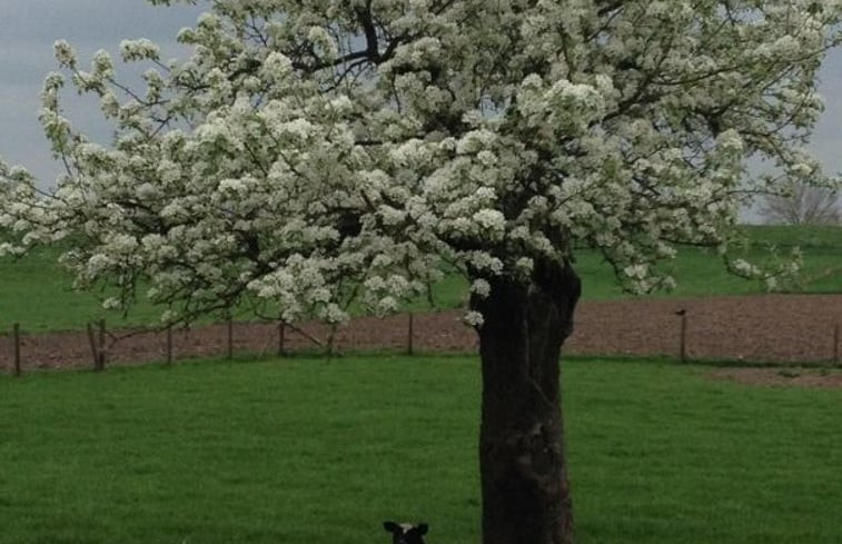 Natuurhuisje in Schalkwijk(Houten)