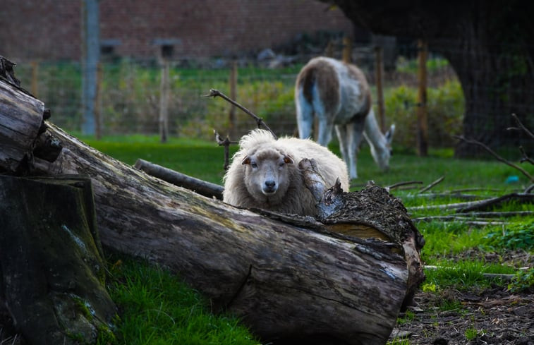 Natuurhuisje in Reningelst