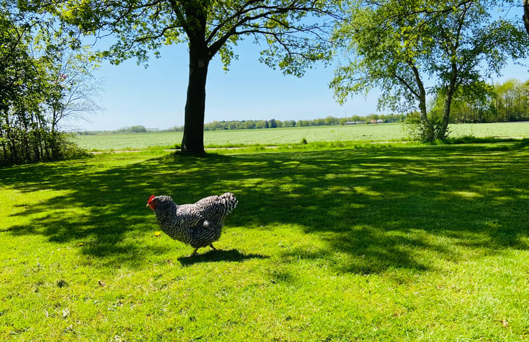 Natuurhuisje in Oldeberkoop