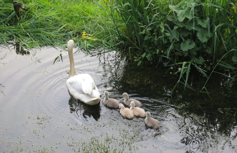 Natuurhuisje in Ommen