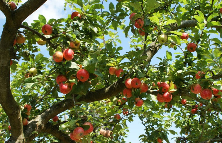 Natuurhuisje in Frederiksoord