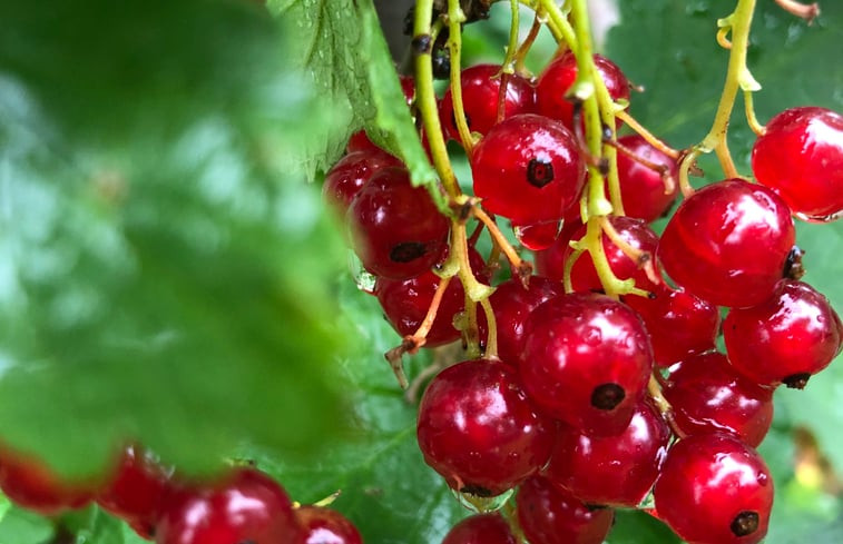 Natuurhuisje in De Krim