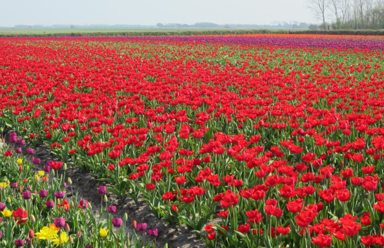 Natuurhuisje in Den Hoorn