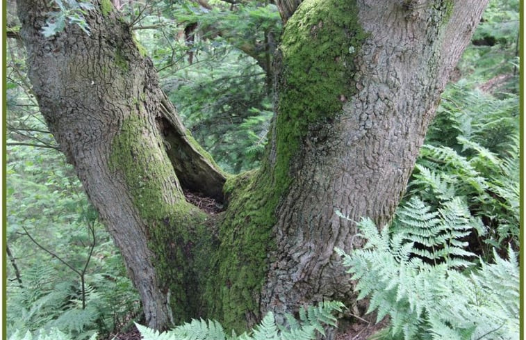 Natuurhuisje in Ommen