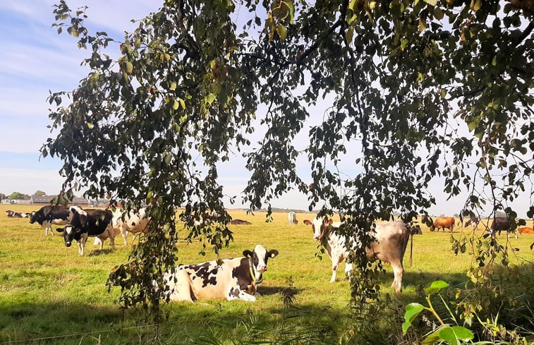 Natuurhuisje in Tjerkgaast