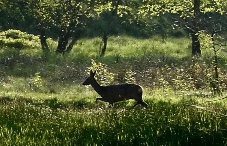 Natuurhuisje in nutter ( Ootmarsum )