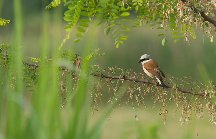 Natuurhuisje in Tiszagyenda