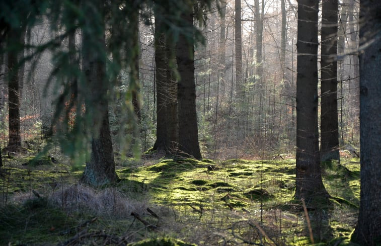 Natuurhuisje in Koekange