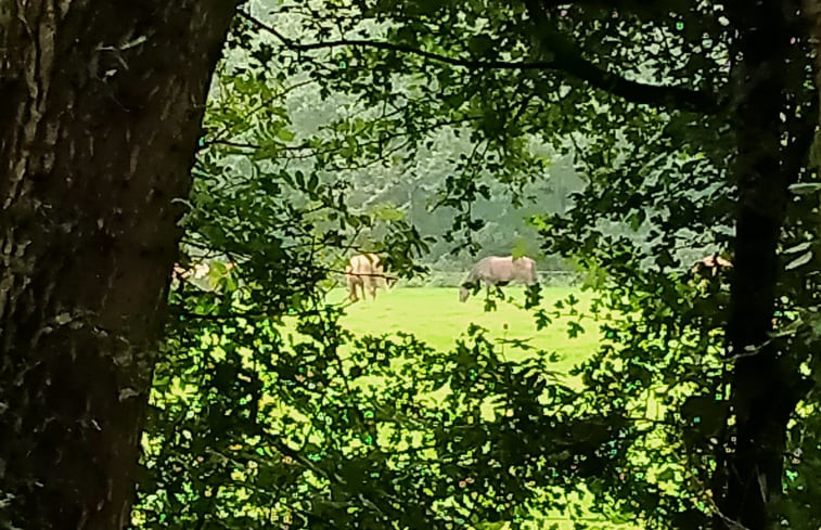 Natuurhuisje in Kollumerzwaag