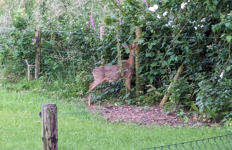 Natuurhuisje in Gorssel