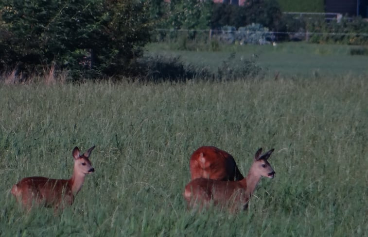 Natuurhuisje in Dalfsen