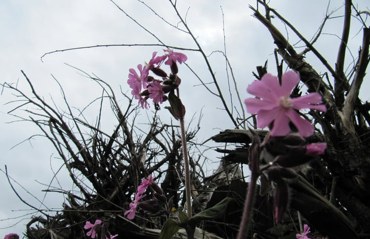 Natuurhuisje in Boijl