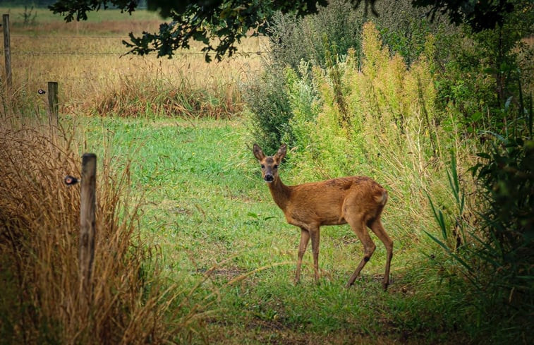 Natuurhuisje in Laren