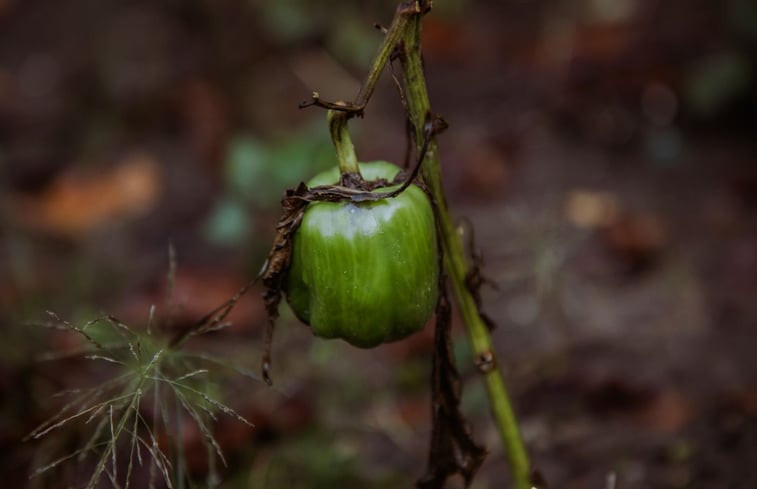 Natuurhuisje in Epse