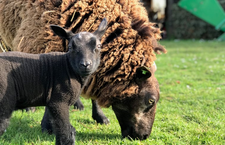 Natuurhuisje in Woerdense Verlaat