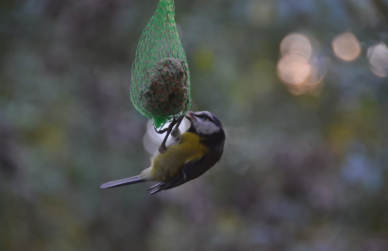 Natuurhuisje in Beerze