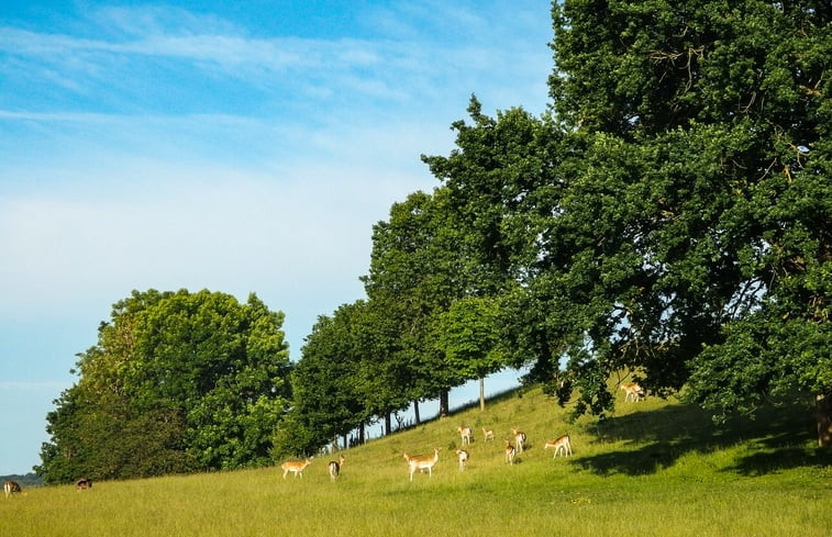 Natuurhuisje in Schönecken