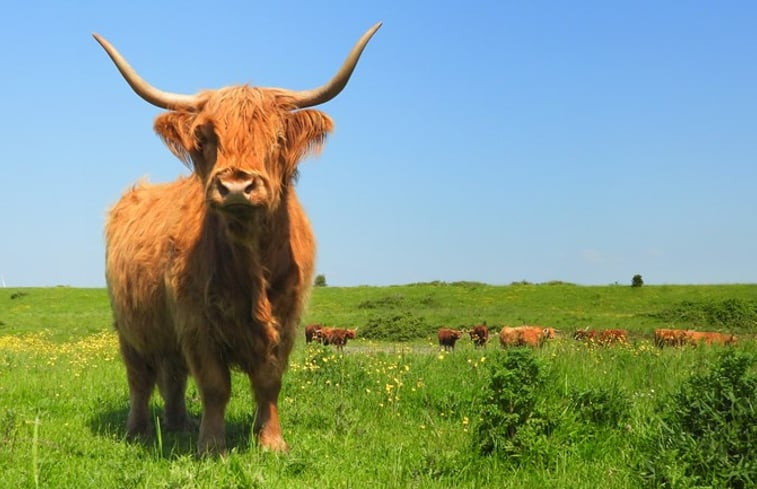 Natuurhuisje in Kamperland