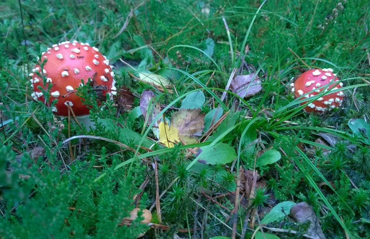 Natuurhuisje in Chaam