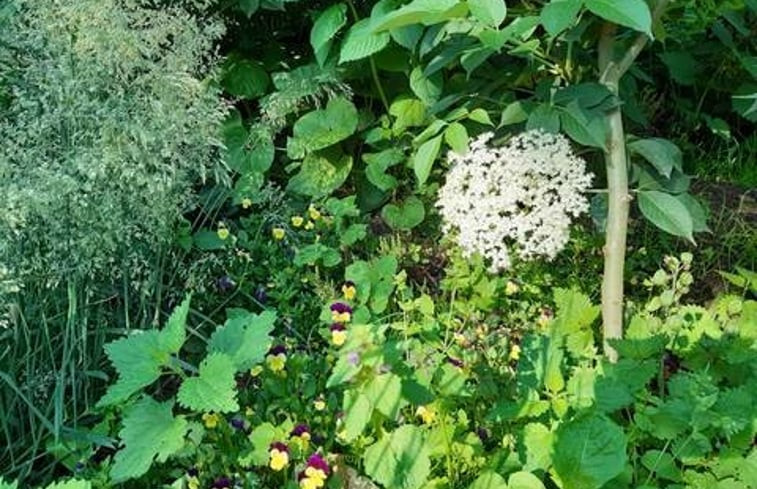 Natuurhuisje in Nederweert Eind