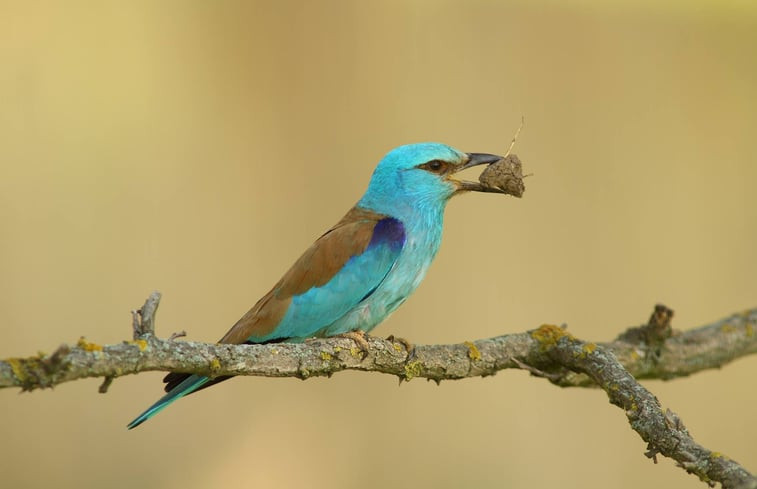 Natuurhuisje in Tiszagyenda