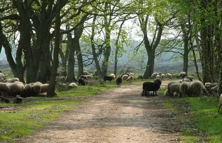 Natuurhuisje in Schoonloo