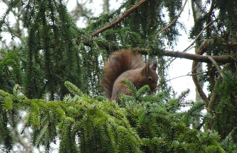 Natuurhuisje in Halle