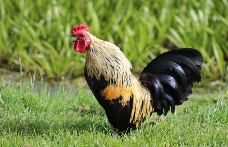 Natuurhuisje in Vrouwenpolder