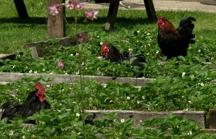 Natuurhuisje in GOULLES