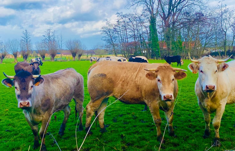 Natuurhuisje in Kapelle-op-den-Bos